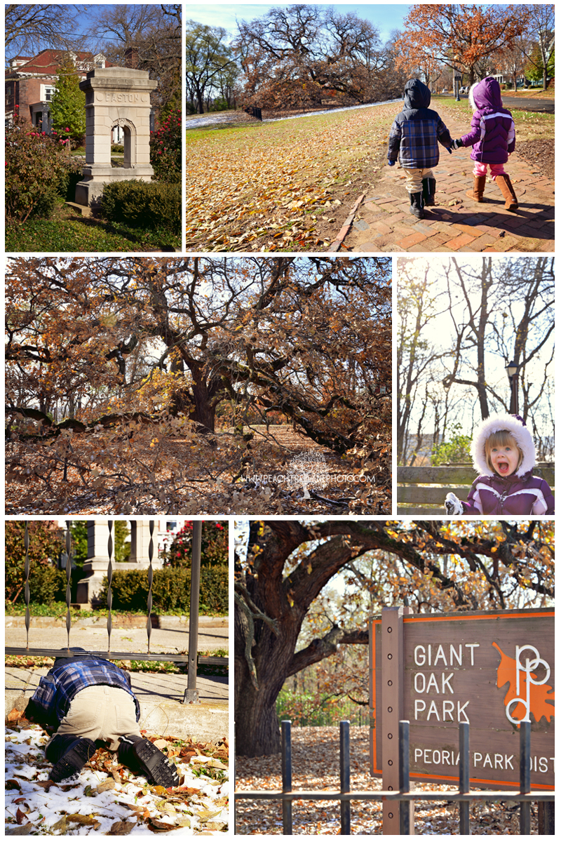 Giant Oak Park One W
